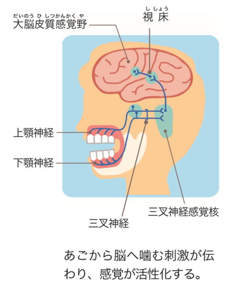 歯を使って「よく噛む」ことが 全身にもたらすもの