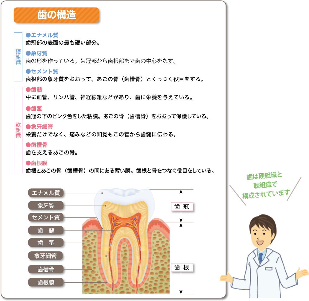 歯の仕組み・役割を知っていますか？
